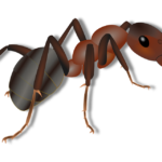 ant, insect, animal-156893.jpg