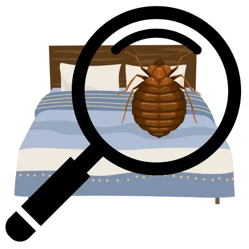 A detailed view of a magnifying glass inspecting a bed bug on a surface, showcasing the bug's physical characteristics for identification