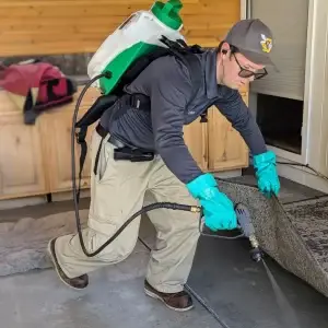 Professional pest control technician spraying under carpet edges for thorough pest removal.